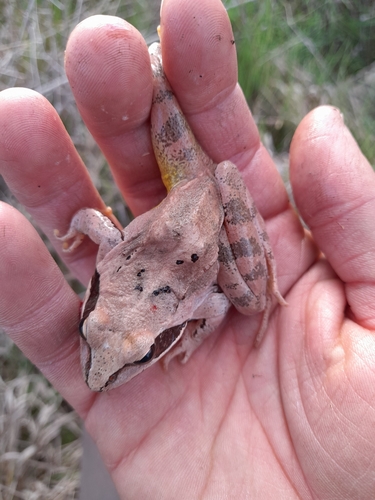 Agile Frog
