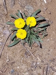 Camissoniopsis pallida