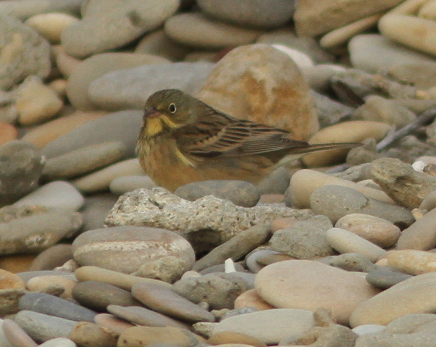 Ortolan Bunting