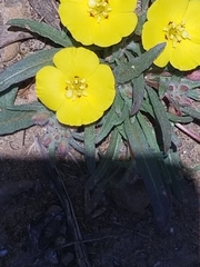 Camissoniopsis pallida