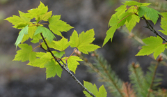 Acer glabrum douglasii