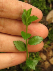 Baccharis bogotensis