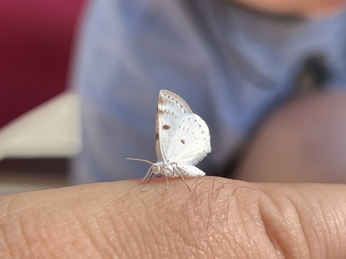 Photo of Bluish Spring Moth (Lomographa semiclarata)