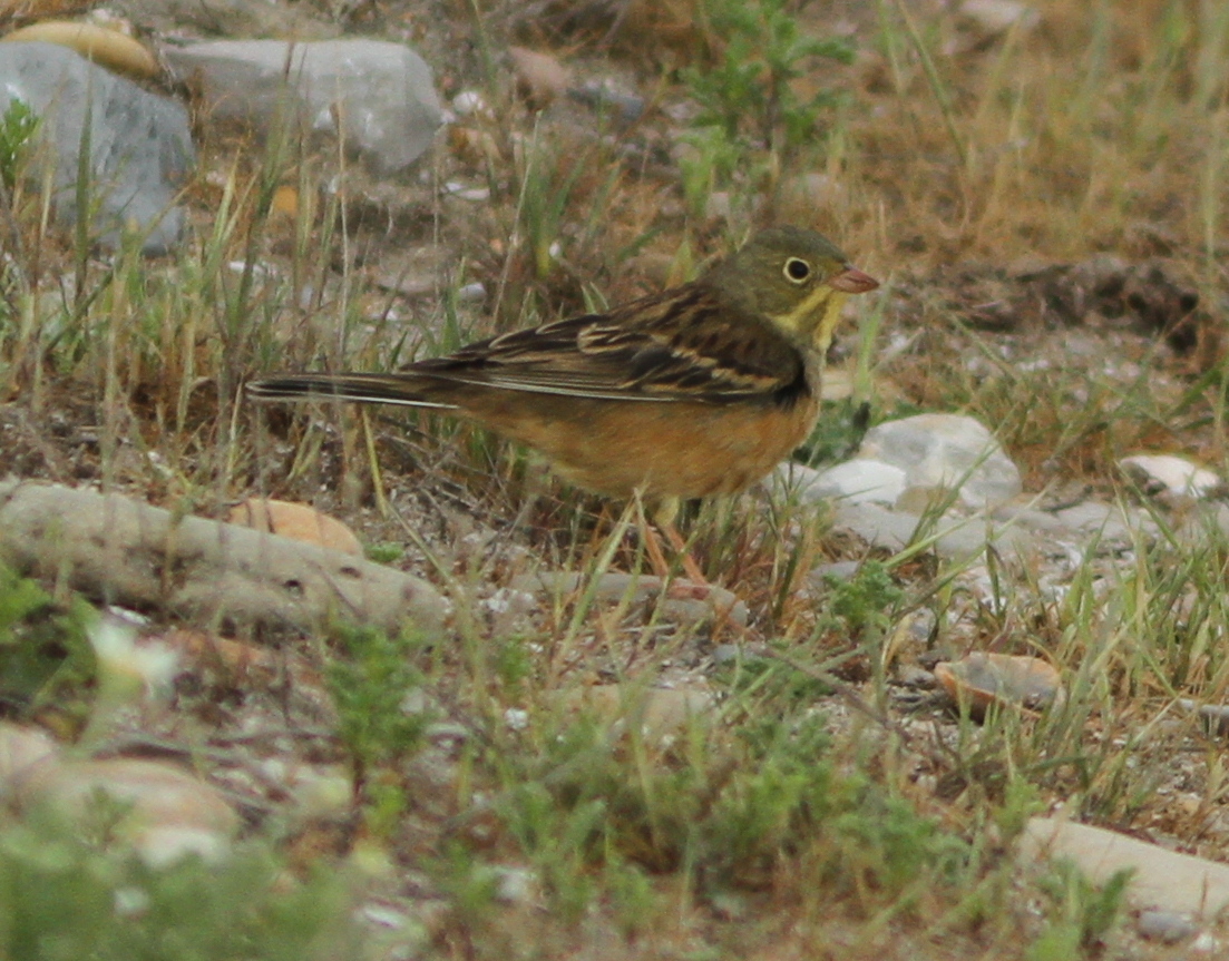 Ortolan Bunting