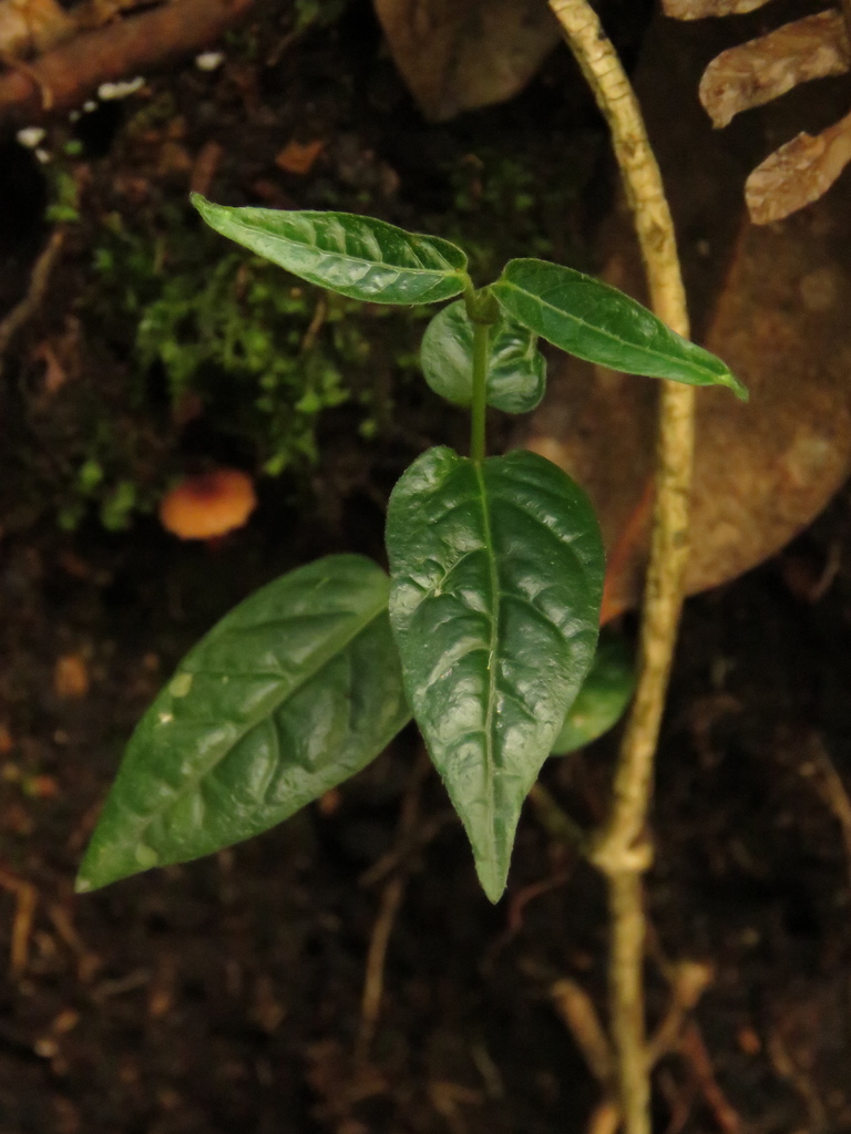 Matelea mutisiana