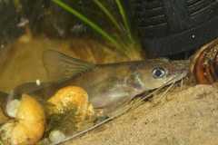 Long-Whiskered Catfish photo 1