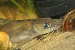 Long-Whiskered Catfish photo 5