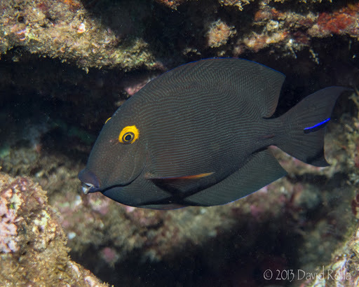 Bristletooth Tangs