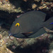 Bristletooth Tangs - Photo (c) 104623964081378888743, some rights reserved (CC BY-NC), uploaded by 104623964081378888743