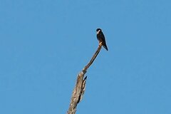Falco rufigularis image