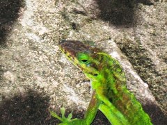 Anolis bimaculatus