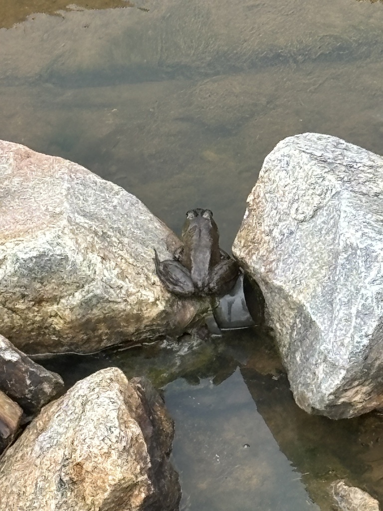 American Bullfrog from Canopy Woods Dr, FuquayVarina, NC, US on April
