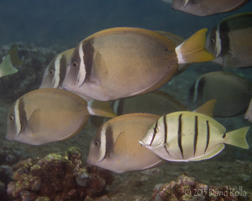 Whitebar Surgeonfish