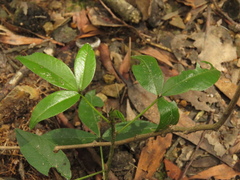 Otholobium mexicanum