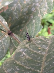 Gigantiops destructor