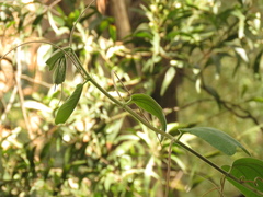 Passiflora bogotensis