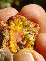 Aceria aloinis