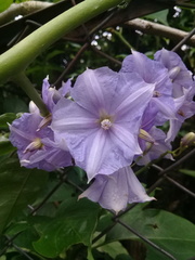 Solanum wendlandii