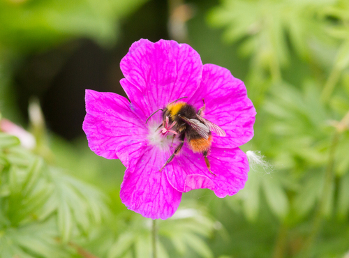 Early Bumble Bee, 's-Gravenland, Capelle aan den IJssel, Nederland, photo 5 of 10