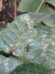 Gigantiops destructor