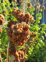 Aceria aloinis