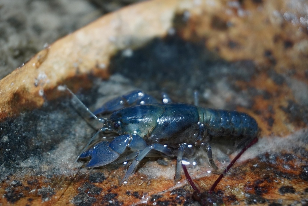 Bog Crayfish