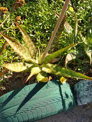 Aceria aloinis
