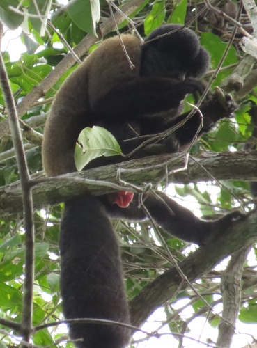 Red-backed Bearded Saki