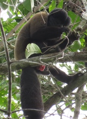 Red-Backed Bearded Saki photo 3