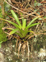 Tillandsia denudata