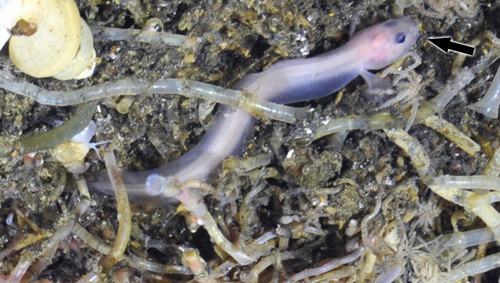 Pachycara gymninium