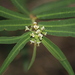Euphorbia stenophylla - Photo 由 Romi Galeota Lencina 所上傳的 (c) Romi Galeota Lencina，保留部份權利CC BY