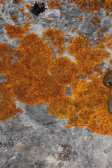 Xanthoria aureola