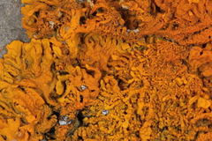 Xanthoria aureola