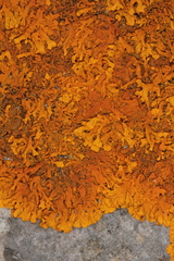 Xanthoria aureola