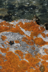 Xanthoria aureola