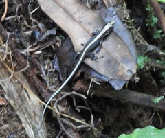 Pholidobolus vertebralis