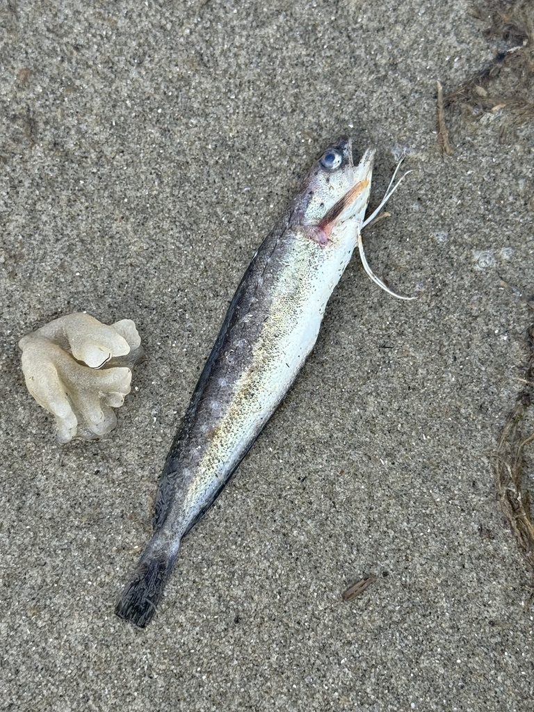 Spotted Codling