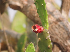 Opuntia dejecta