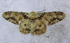 Biston bengaliaria