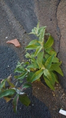 Buddleja davidii