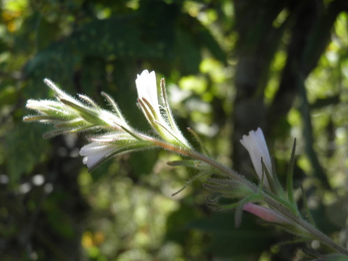 Castilleja beldingii (Castilleja beldingii)