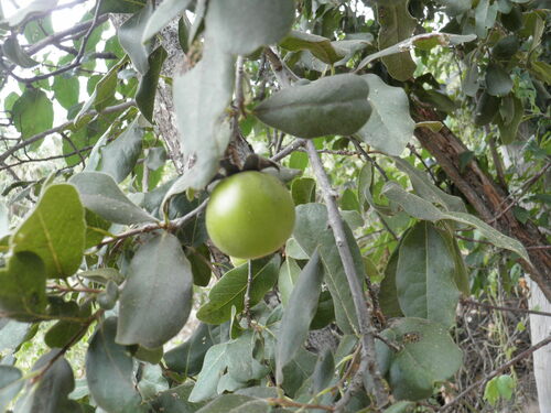 Diospyros californica (Diospyros californica)