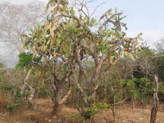 Opuntia dejecta