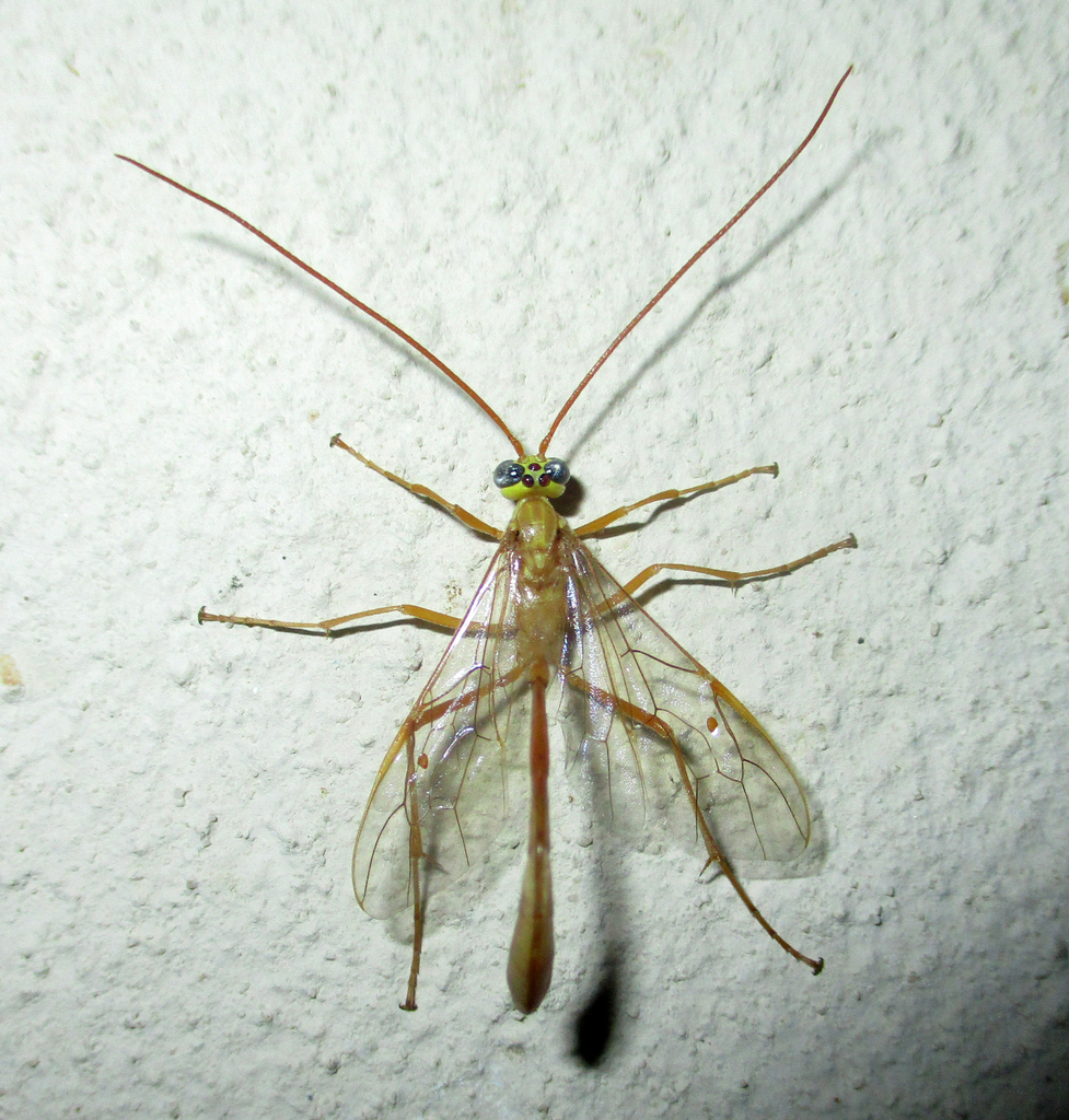 Enicospilus grandiflavus