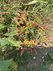 Euphorbia pulcherrima image