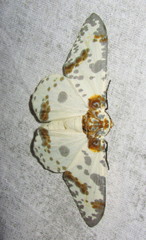 Biston panterinaria