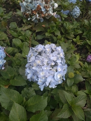 Hydrangea macrophylla