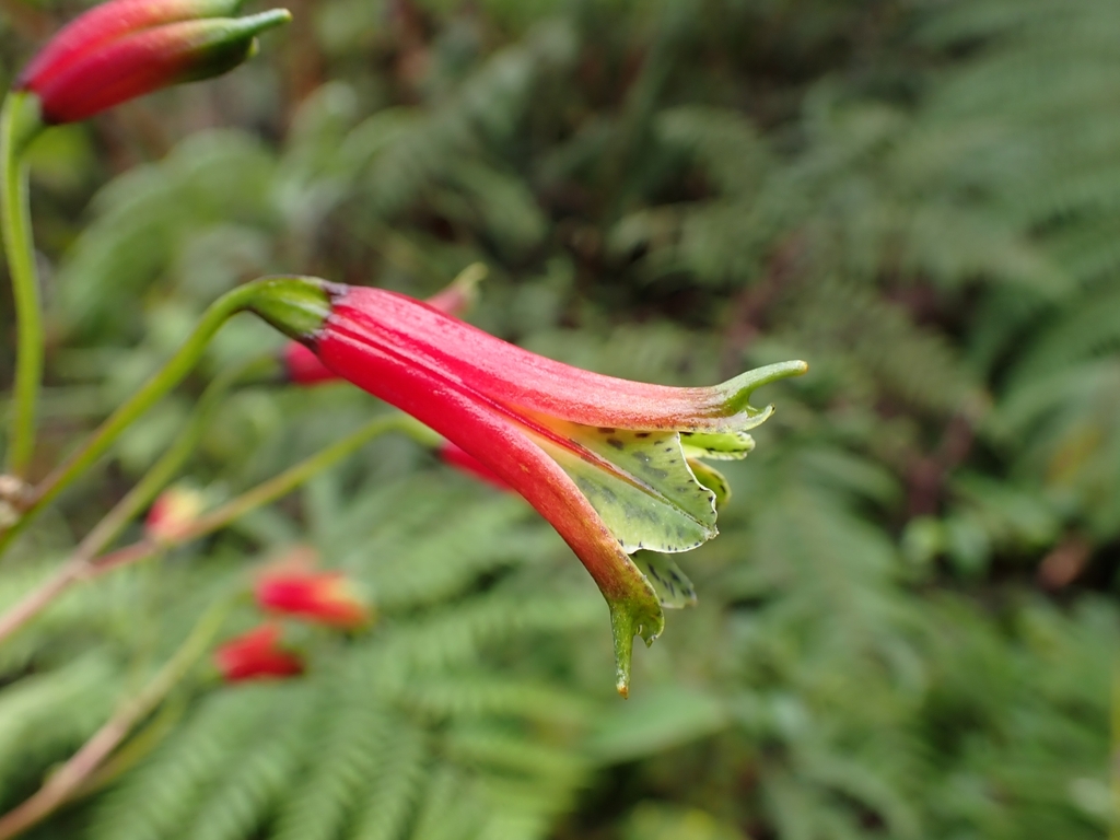 Bomarea cornuta