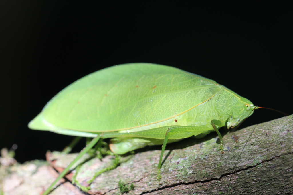 Phylloptera ovalifolia